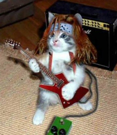 http://www.reho.st/www.guzer.com/pictures/rock_star_cat.jpg